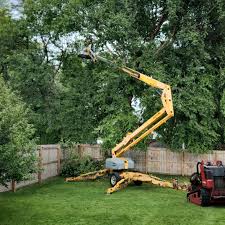 How Our Tree Care Process Works  in  Calumet City, IL