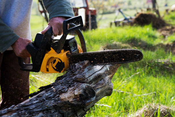 Professional Tree Removal Services in Calumet City, IL